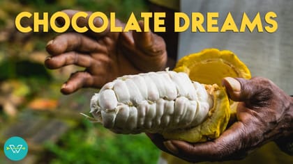 Chocolate Dreams, A Willy Wonka Jungle