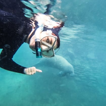Swimming With Sea Cows