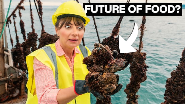 A Day In The Life Of A SEA FARMER