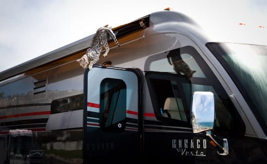 RV Traveling Cats