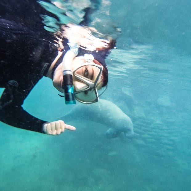 Swimming With Sea Cows