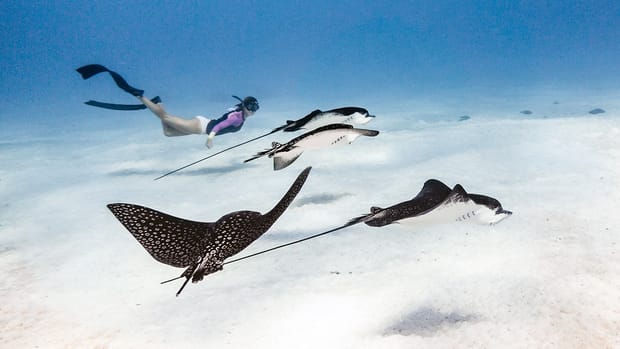 One Last Dive, Goodbye Bora Bora