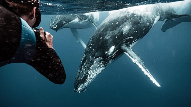 A Whale of A Tale – Featuring Spanish Dancers & Gypsies