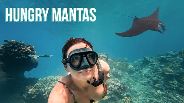 Unexpected Encounters Under The Sea