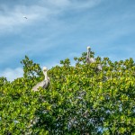 pelicans the Florida keys