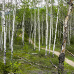 beautiful trees Jasper National Park