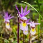 Wild Calypso Orchid Jasper