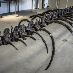 philip j currie dinosaur museum