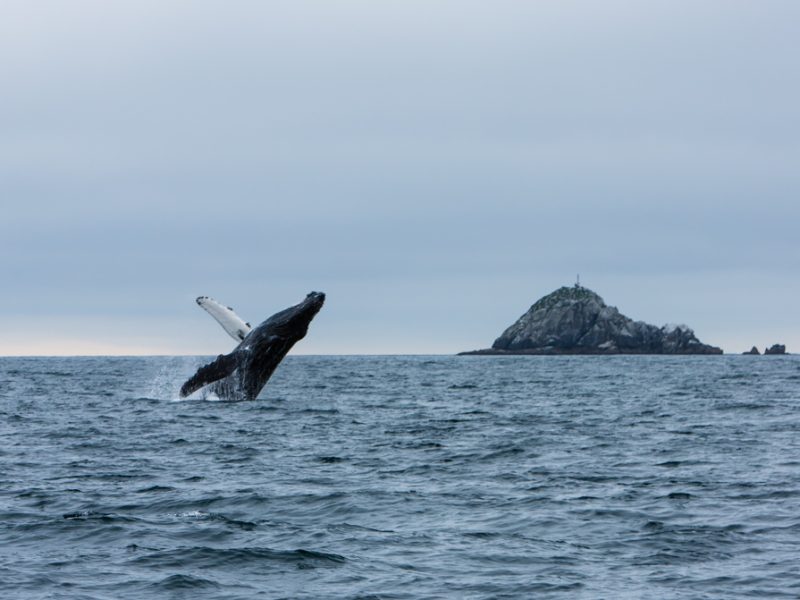 whale watching alaska