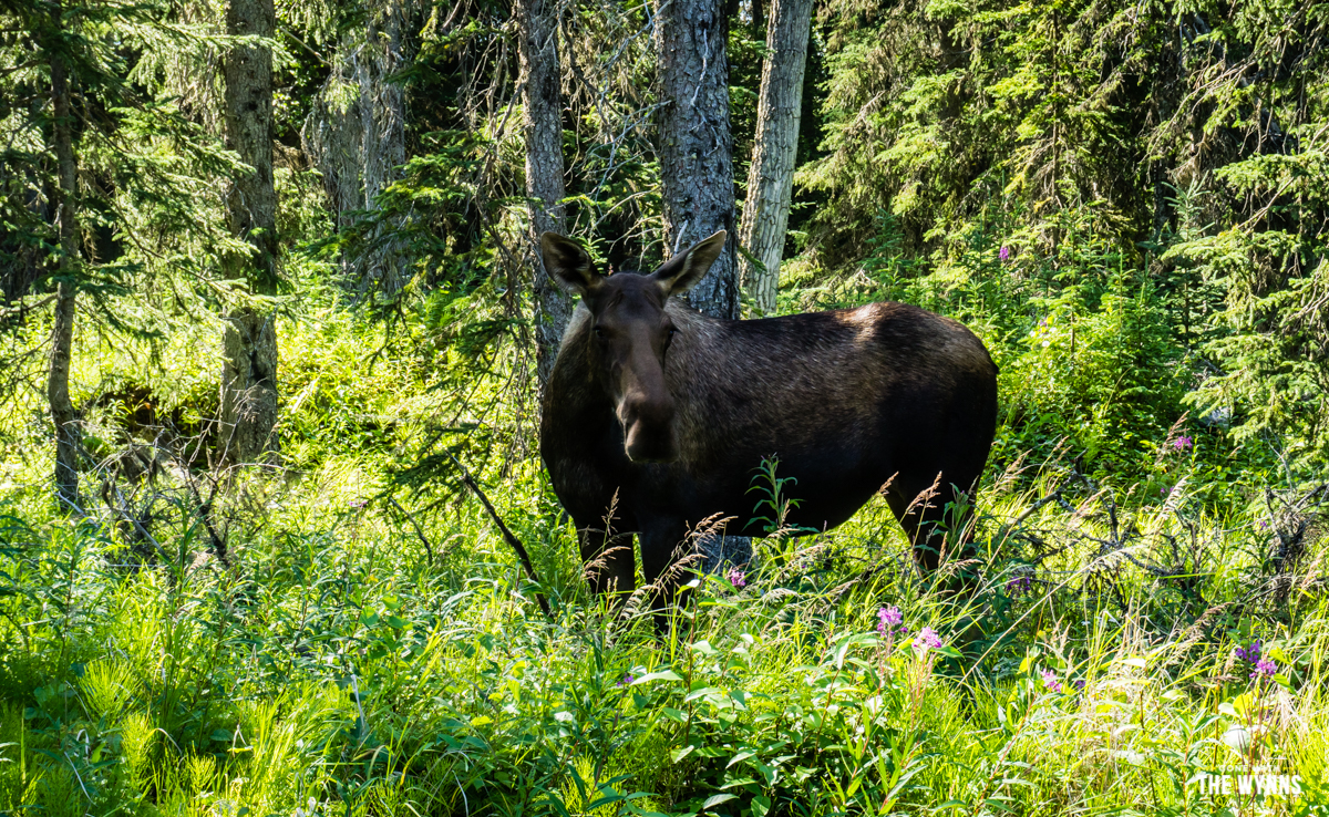 moose encounter 