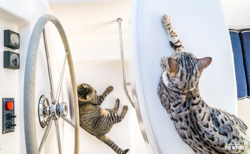cats on a sailboat