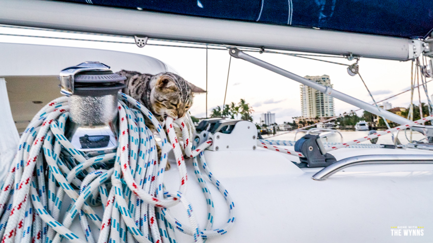 cats on a sailboat