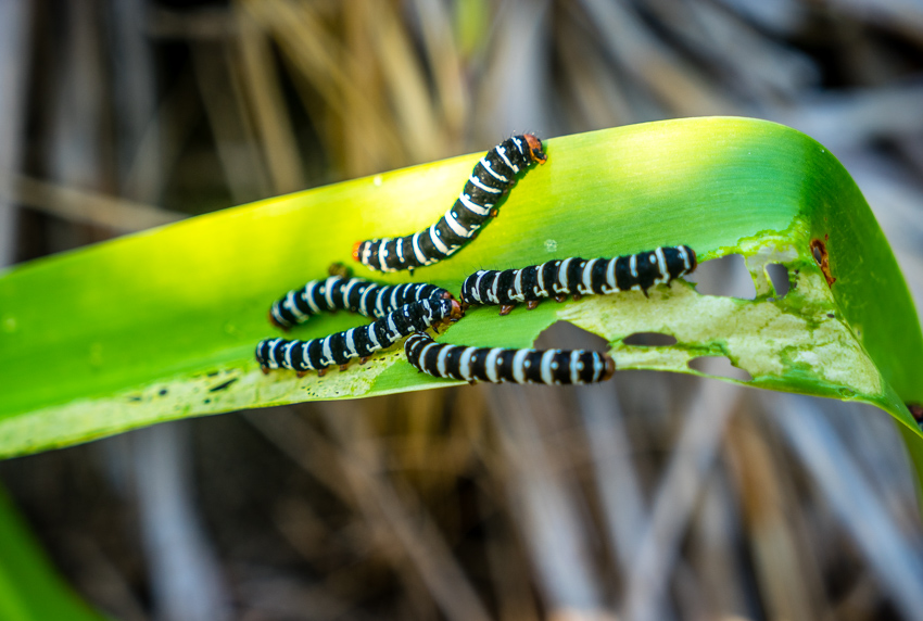 striped caterpillars moraine cay bahamas