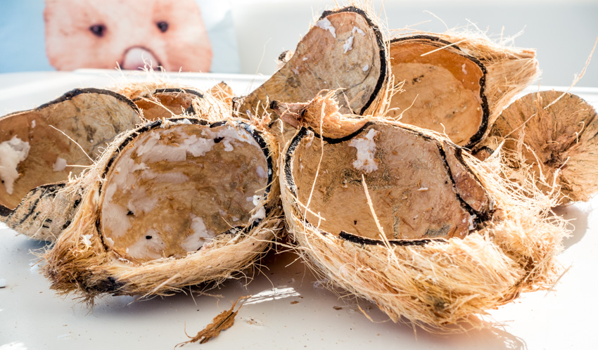 coconut carnage