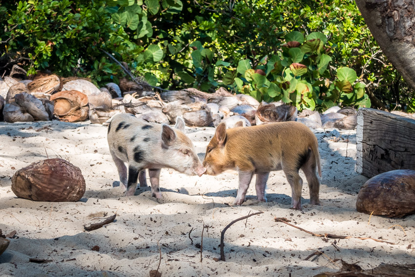 Swimming pigs of abaco
