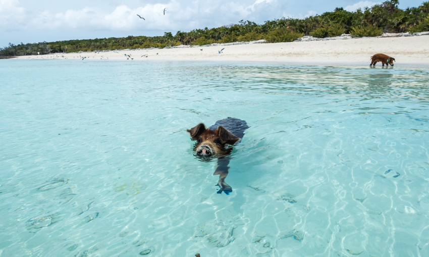 swimming pigs bahamas
