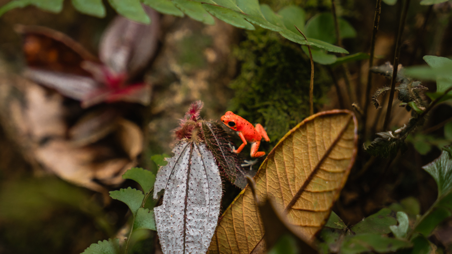 jungle hike with monkey sloth and red frog