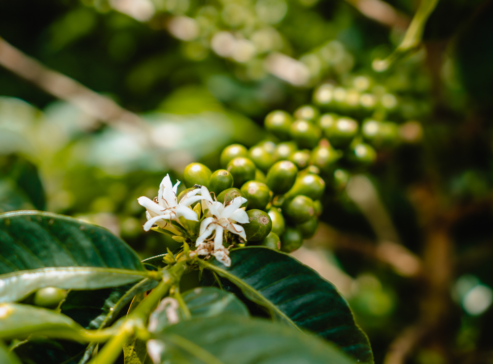how coffee is grown and processed