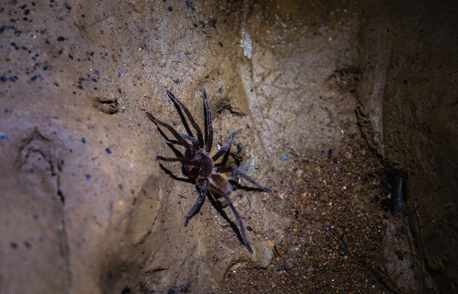 spiders in bat cave