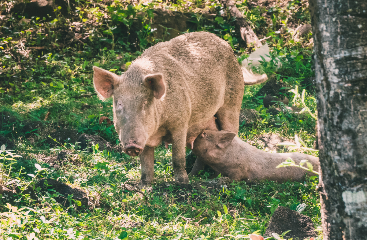 mom and baby pig on remote island in marquesas french polynesia
