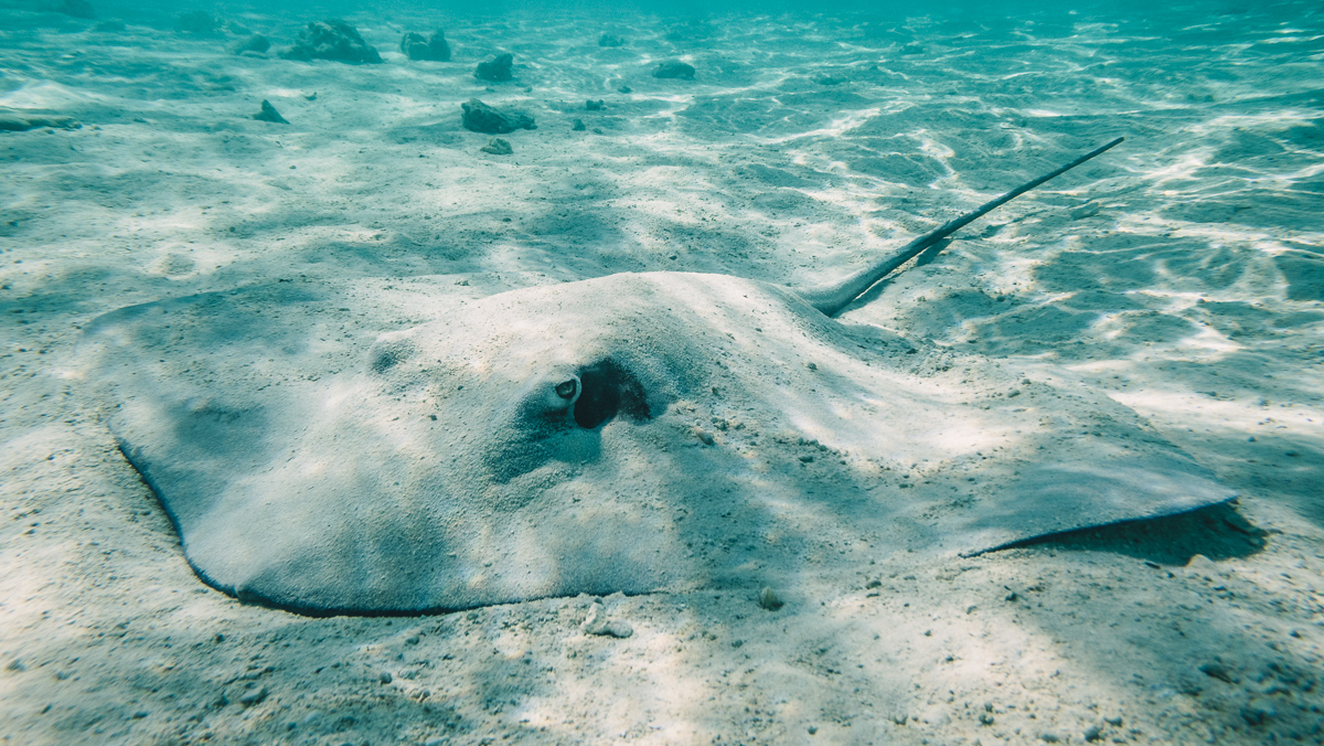swimming close to sting rays in moorea french polynesia