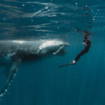 swimming with whales most incredible experience