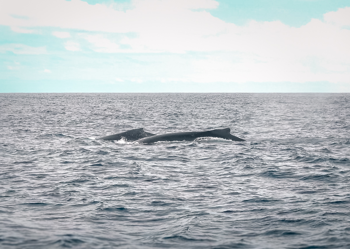 whale tail while sailing in tahiti