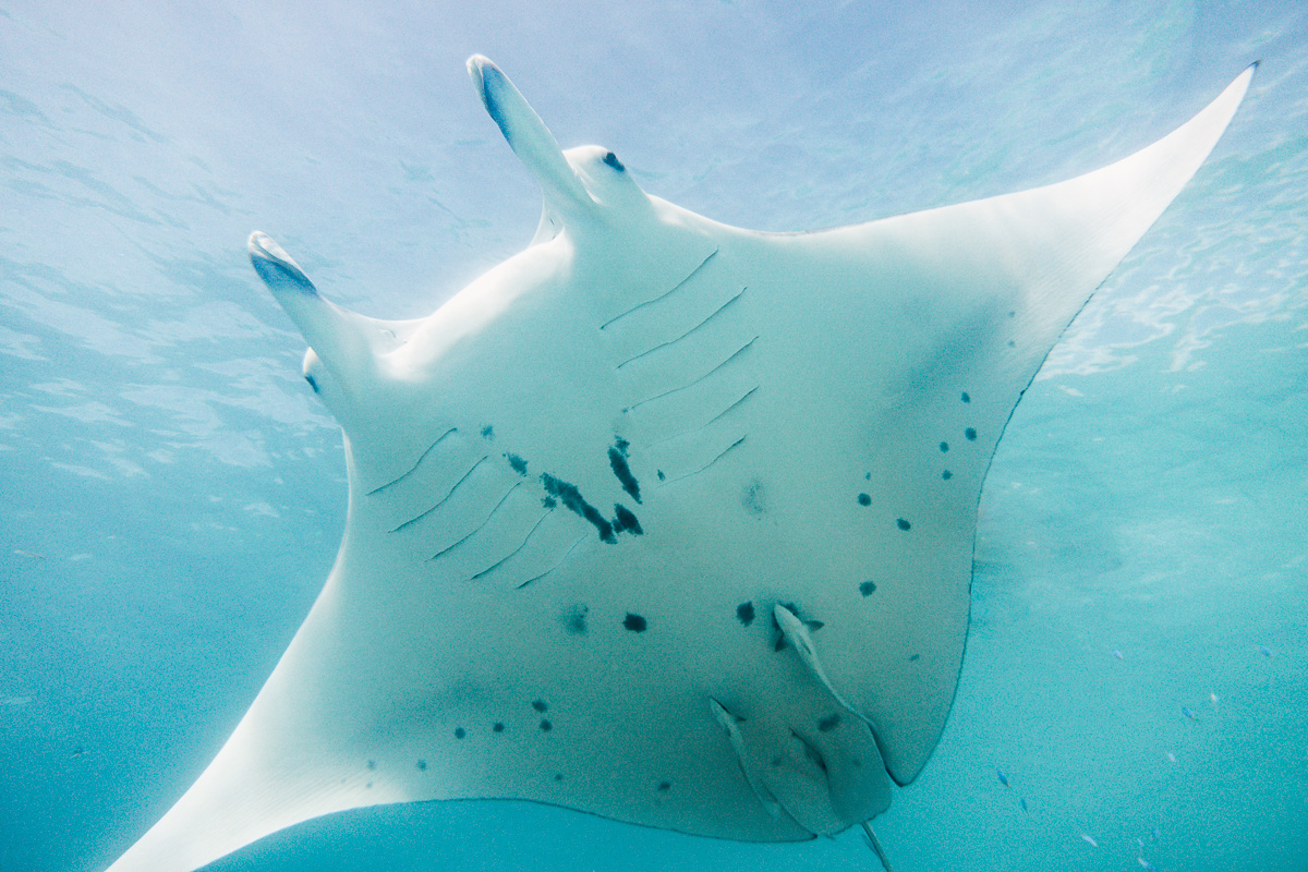 freediving with manta rays in the south pacific