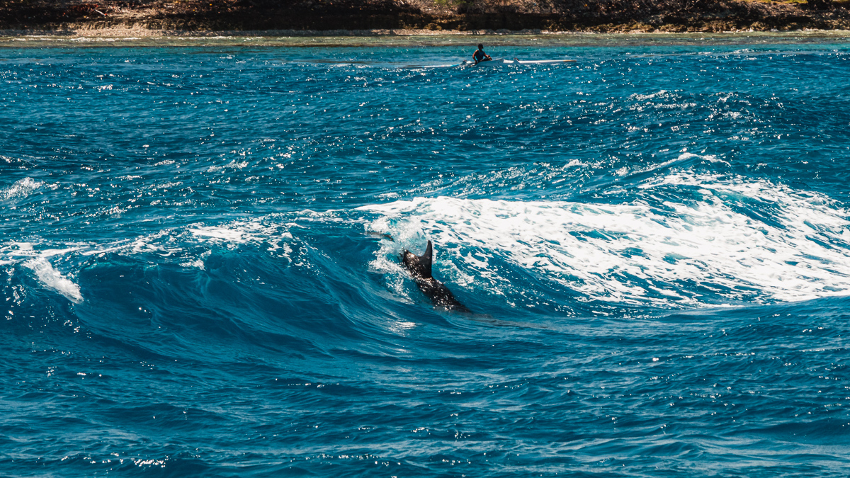 dolphin surfing in wave in rangiroa pass in tuamotus