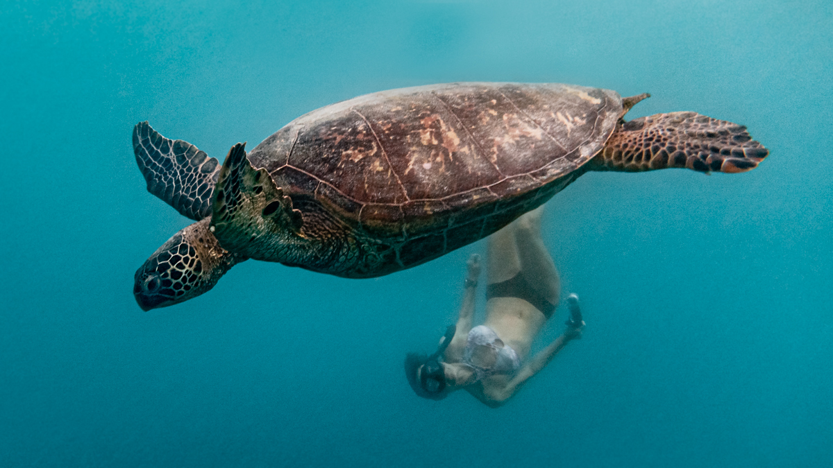 nikki wynn swimming with a sea turtle in Rarotonga, cook islands south pacific