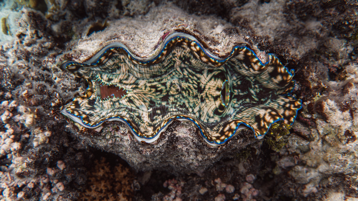 giant clams aitutaki south pacific