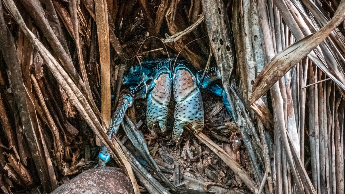giant coconut crab in Niue in the south pacific