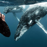 wynns swimming with whales in tonga