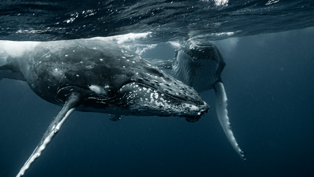 wynns swimming with whales in tonga