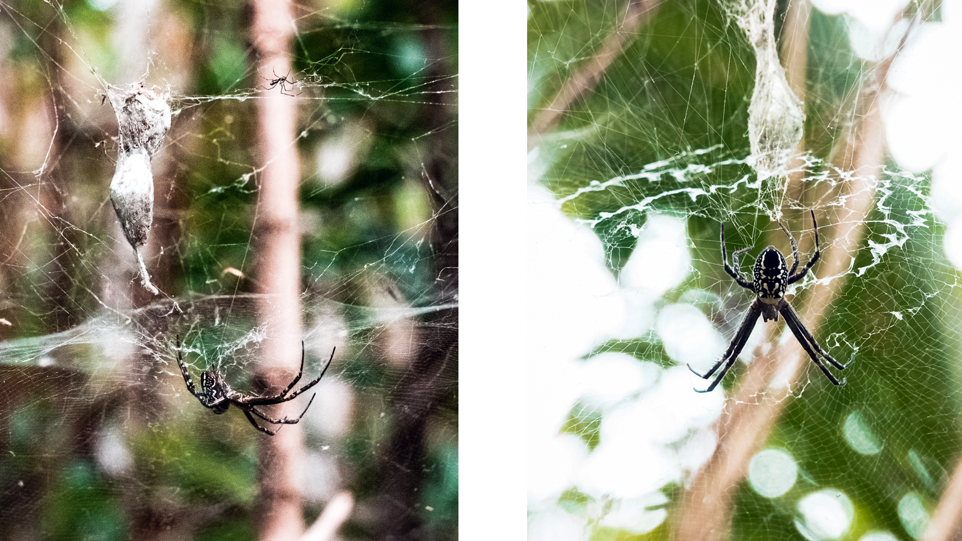 spiders of the south pacific in Niue
