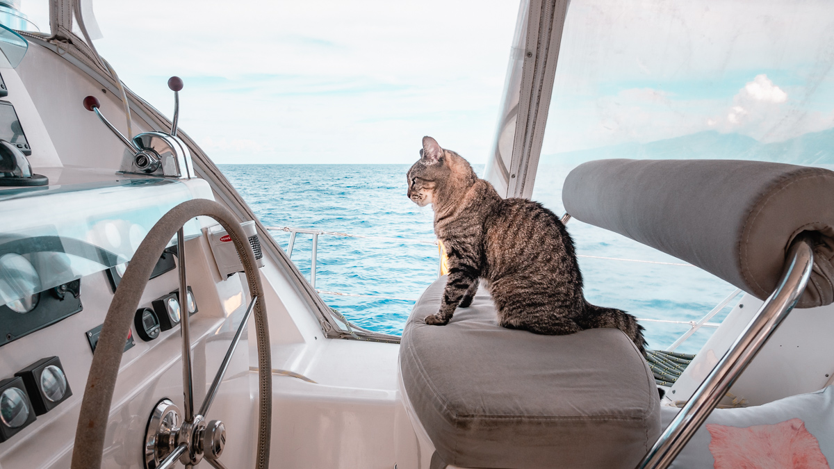 cleo the adventure cat sailing around the world