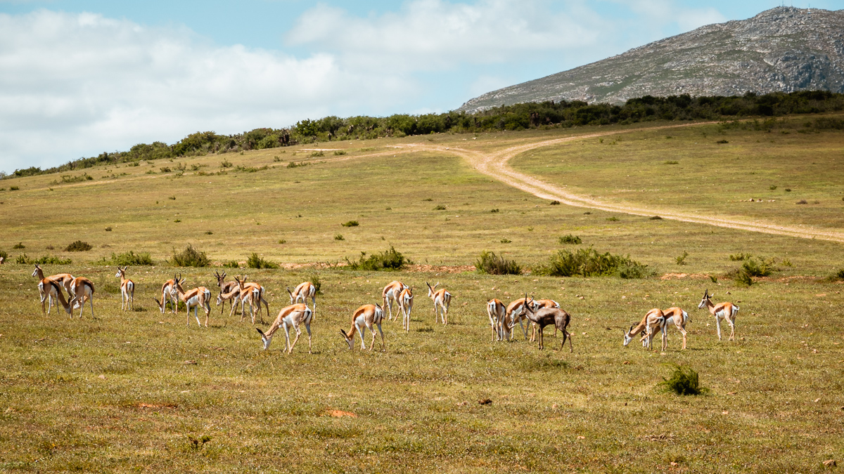 antelope at Botlierskop game safari south africa