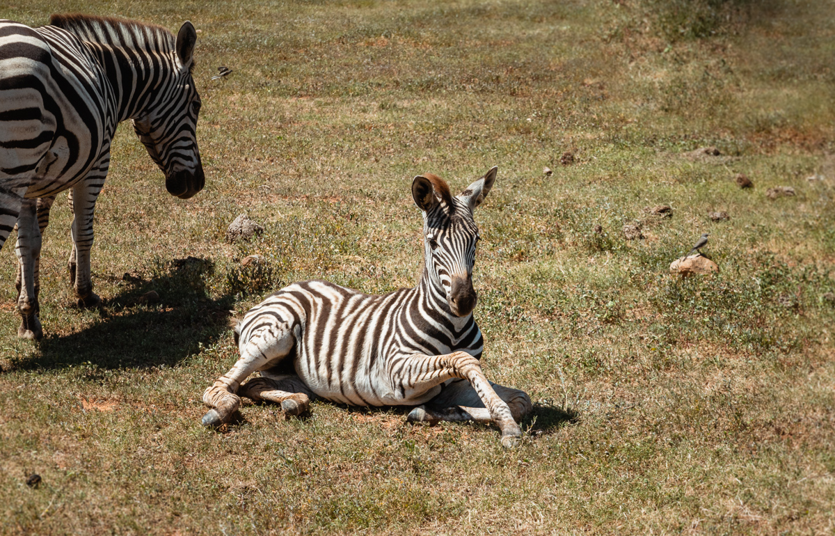 baby zebra at Botlierskop game safari south africa